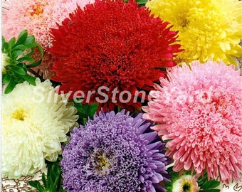 Semillas de aster, 100 semillas raras de aster, mezcla de princesa de aster, ucraniana orgánica SW936