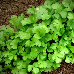 Coriander Seeds, about 500 seeds Coriander Nectar, cilantro seeds,coriander organic,SW402