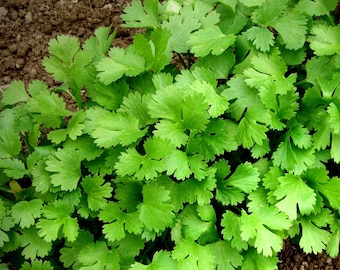 Coriander Seeds, about 500 seeds Coriander Nectar, cilantro seeds,coriander organic,SW402