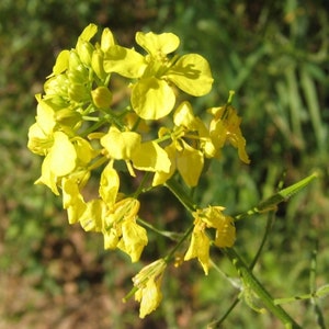 100000 mustard seeds,White mustard,SINAPIS ALBA,organic mustard,SW37