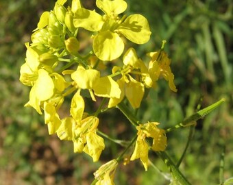 Mustard seeds,  500 mustard seeds,White mustard,SINAPIS ALBA,U Ukrainian organic seeds SW37