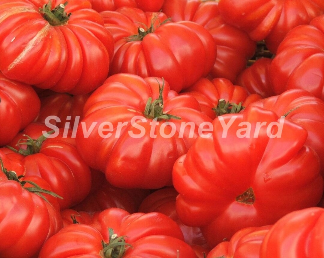 Tomato Seeds, 50 Florentine Ribbed Tomato Seeds, Ukrainian Organic