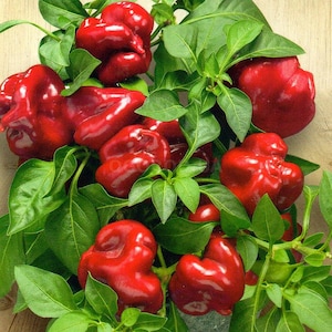 Sweet pepper Indoor red, 35 sweet pepper seeds, SW608