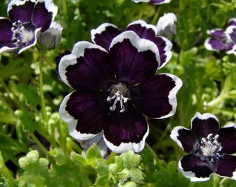 Nemophila Black Penny, 0,2g Nemophila Schwarz Samen SW592