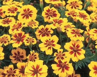 Caléndulas Rechazadas LEGIÓN DE HONOR, Caléndulas, Semillas de Flores de Tagetes, Flor Rayada; 0,5 gramos, SW184