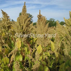 Amaranth seeds, Amaranthus Kharkovsky, 500 seeds, Amaránthus, Ukrainian organic seeds ,SW768