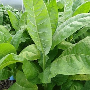 Puede incluir: Primer plano de una planta de tabaco con hojas grandes y verdes. Las hojas están dispuestas en forma de abanico y tienen una textura lisa y brillante.