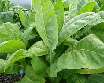 Tabakzaden 150000 tabak Virginia, Nicotiana tabacum, ogr@nic SW239