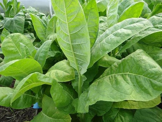 order tobacco seeds online Virginia Seed (Tabacum species) Weve cultivated this strain in Southern California for over a decade Tobacco Rarity Seeds (Organic) -