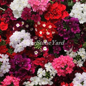 Verbena ampelous ,Verbena Hybrid seeds, Mix Hybrid,  0,1g organic verbena seeds  SW715
