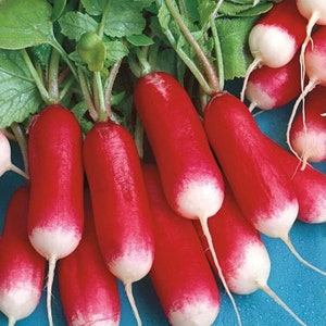 250 Radish 18 days seeds,radish colorfull, SW598
