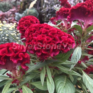 Celosia Cockscomb seeds, 10000 seeds Celosia cristata Ruby, Ukrainian Organic seeds SW798-A