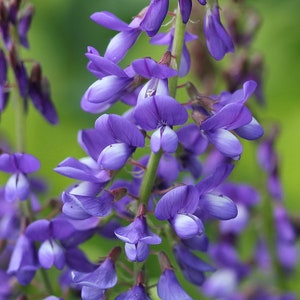 Galega seeds, 100000 Galega officinális seeds,Medicinal Herb,Culinary Herb,Ukrainian organic seeds,SW65