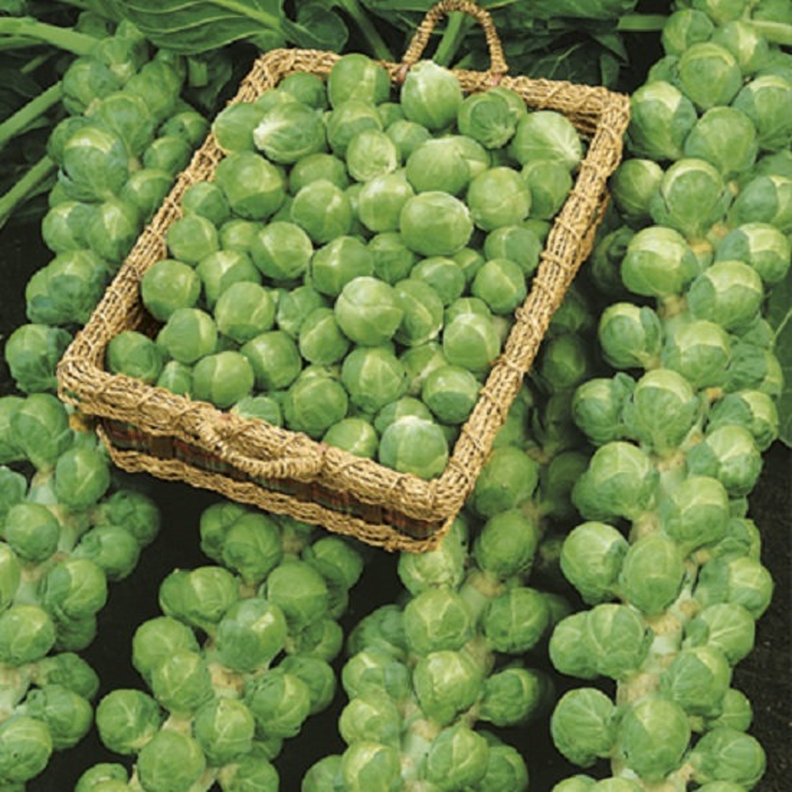 brussel sprout seeds brussel sprout seeds