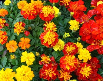 Peut inclure: Un groupe dense de fleurs de souci vibrantes aux pétales frisés dans des tons de jaune vif, d'orange profond et de rouge foncé. Les fleurs sont entremêlées d'un feuillage penné vert foncé luxuriant, créant un arrangement floral riche et texturé.