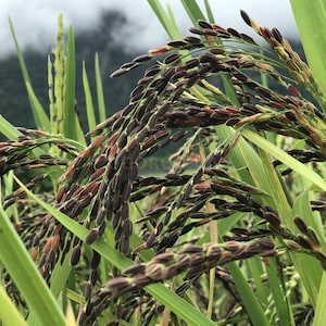 Pode incluir: Close-up de espigas de arroz preto com grãos roxos escuros, intercaladas com folhas verdes. O arroz está em vários estágios de crescimento, com alguns grãos ainda em desenvolvimento. O fundo é uma vista desfocada de um céu nublado e uma montanha.