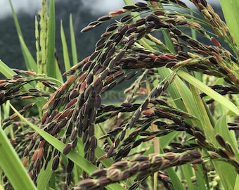 Svarta risfrön, 50 mörka risfrön, Oryza Sativa, sällsynta ekologiska ukrainska frön SW58