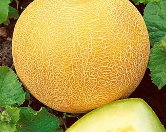 60 seeds,Melon supersweet,melon seeds,Gold Melon Seeds,jumbo melon,SW237