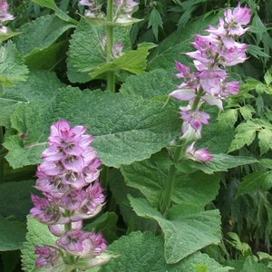 Salvia seeds, 200000 seeds Medicinal Herb,Ukrainian organic seeds,SW62