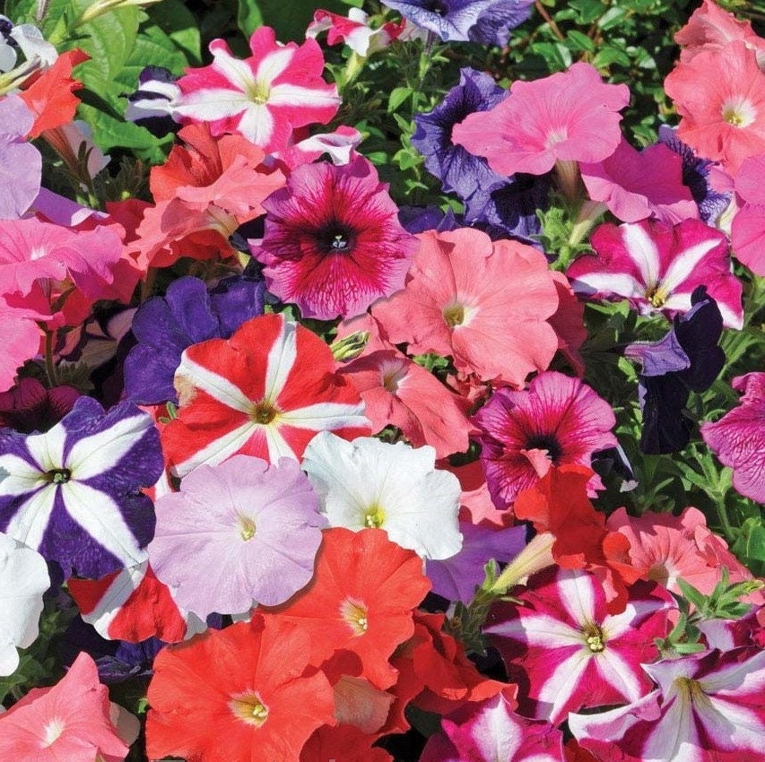 3000 Petunia Seeds Mix ColorHanging Petunia Mixed Etsy