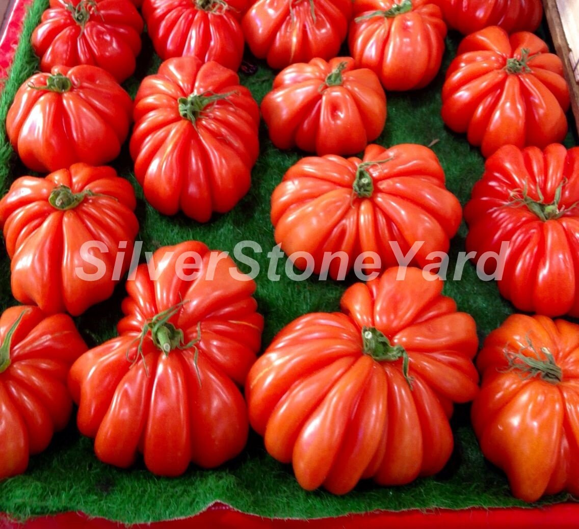 Tomato Seeds, 50 Florentine Ribbed Tomato Seeds, Ukrainian Organic
