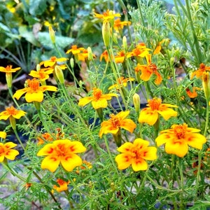 100 Marigold Orange Dwarf,Tagetes Teniufolia,Semillas de caléndula,SW81