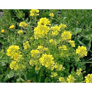 2000 black mustard seeds,black mustard,organic mustard,SW49