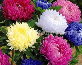 Semillas de aster, 2500 semillas de aster piony mix tamaño real SW991