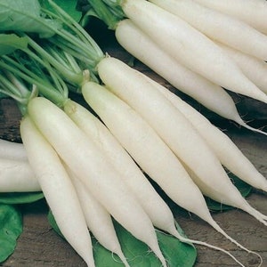 Radieschen Samen 100000 Radieschen weiss Eiszapfen, Ukrainische Bio Samen SW152