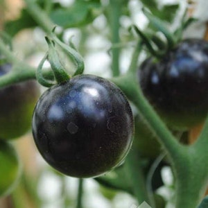 Tomato AMERICAN BLUE,  0,1g tomato seeds, organic tomato, SW445