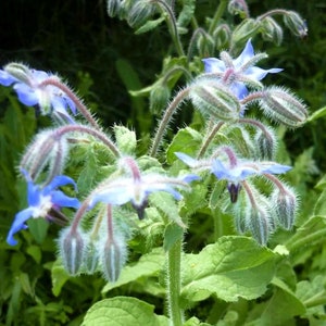 Borage seeds,50000 Holland Borage seeds,Borage officinalis,SW40