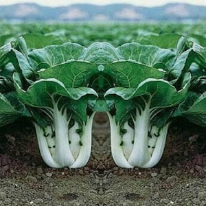 Puede incluir: Una disposición simétrica de plantas de bok choy creciendo en tierra oscura. Cada planta presenta hojas anchas de color verde oscuro con venas blancas prominentes que se transforman en tallos gruesos, blancos y carnosos en la base.