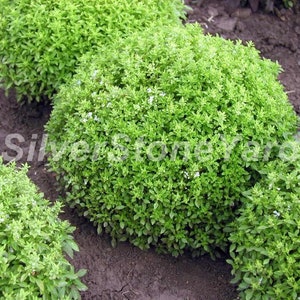 Basil seeds  40000 rare seeds  Basil Clove Seeds  Ukrainian organic basil, SW923