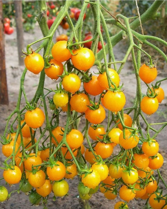 dauerbrache saatgut Saatgut Bärlauch
