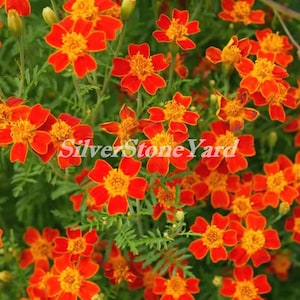 Marigold seeds Marigold Mexican PAPRICA ,  0,1g red-brown Marigold ,Tagetes, Ukrainian organic seeds SW711