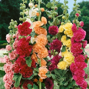Malva seeds, 100000 seeds mix terry hollyhock, Ukrainian organic seeds SW197