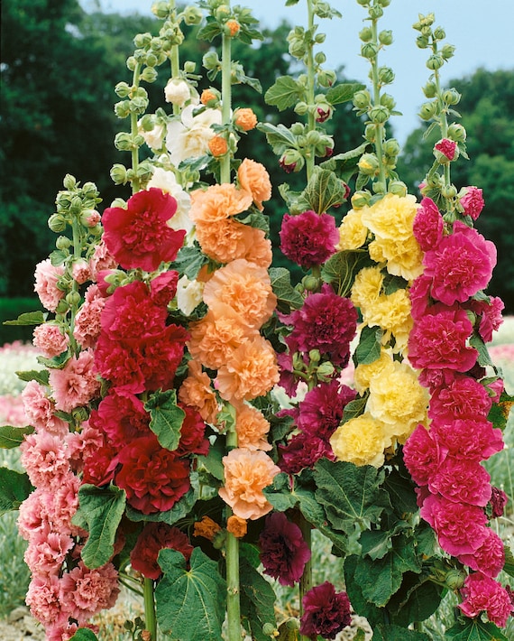 Semi Di Malva E Malvarosa (Hollyhock) Terry Mix, 2000 Semi, Biologici, Cimelio, Ucraina