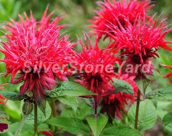 Monarda seeds  1000000 rare seeds Bee Balm Flower Seeds Red Monarda Didyma Ukrainian organic basil, SW926