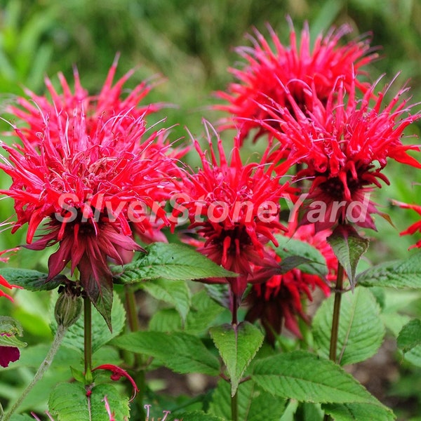 Semi di Monarda 1000000 semi rari Bee Balm Flower Seeds Red Monarda Didyma Basilico biologico ucraino, SW926