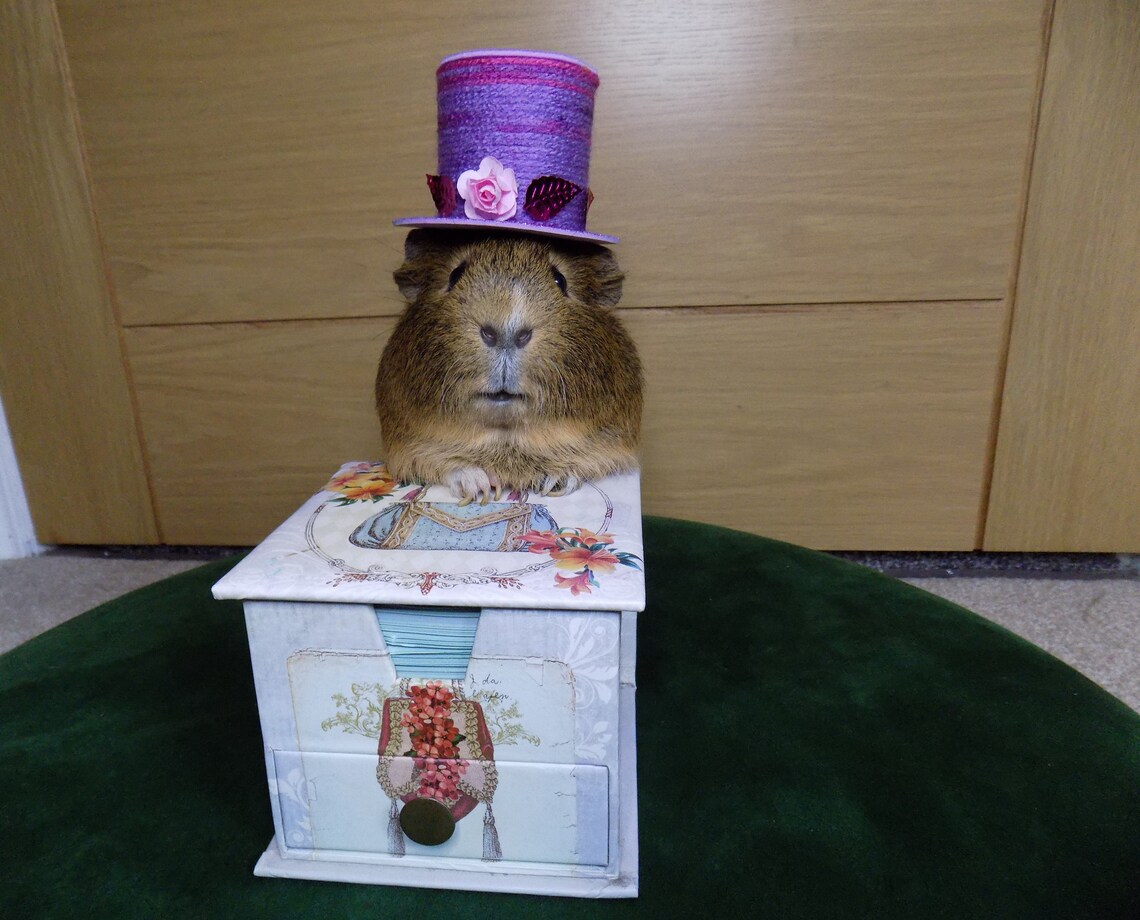 Guinea Pig Mini Party Top Hats Hats for Pets Handmade gifts Etsy