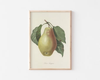 Pear Room Decor Aesthetic Vintage Fruit Print, Kitchen Art Print, Fruit Wall Art for Vintage Gallery Wall, Fruit Poste, *Instant Download