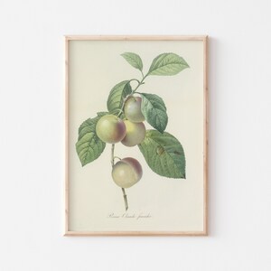 Antique Art Print for Vintage Home Decor, Fruit Art Print for Vintage Gallery Wall, Botanical Art Print, *Instant Download