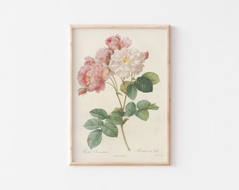 Flower Poster for Flower Wall Art, Blush Pink Wall Art,  Botanical Print , Vintage Wall Art for Vintage Home Decor, *Instant Download