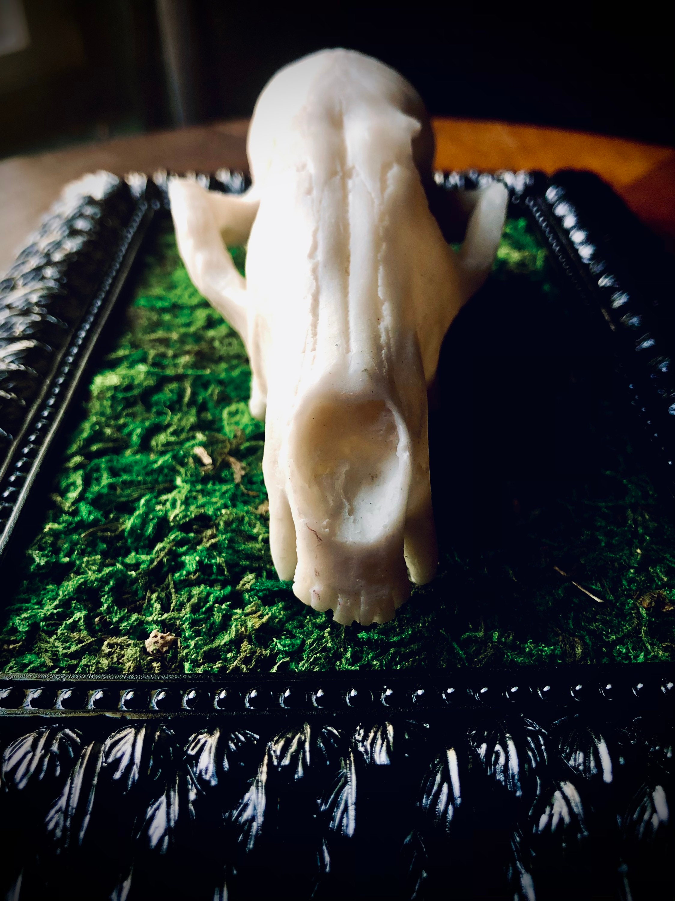 Animal Skull Framed Faux Taxidermy Wall Art Decor Goth Decor Etsy