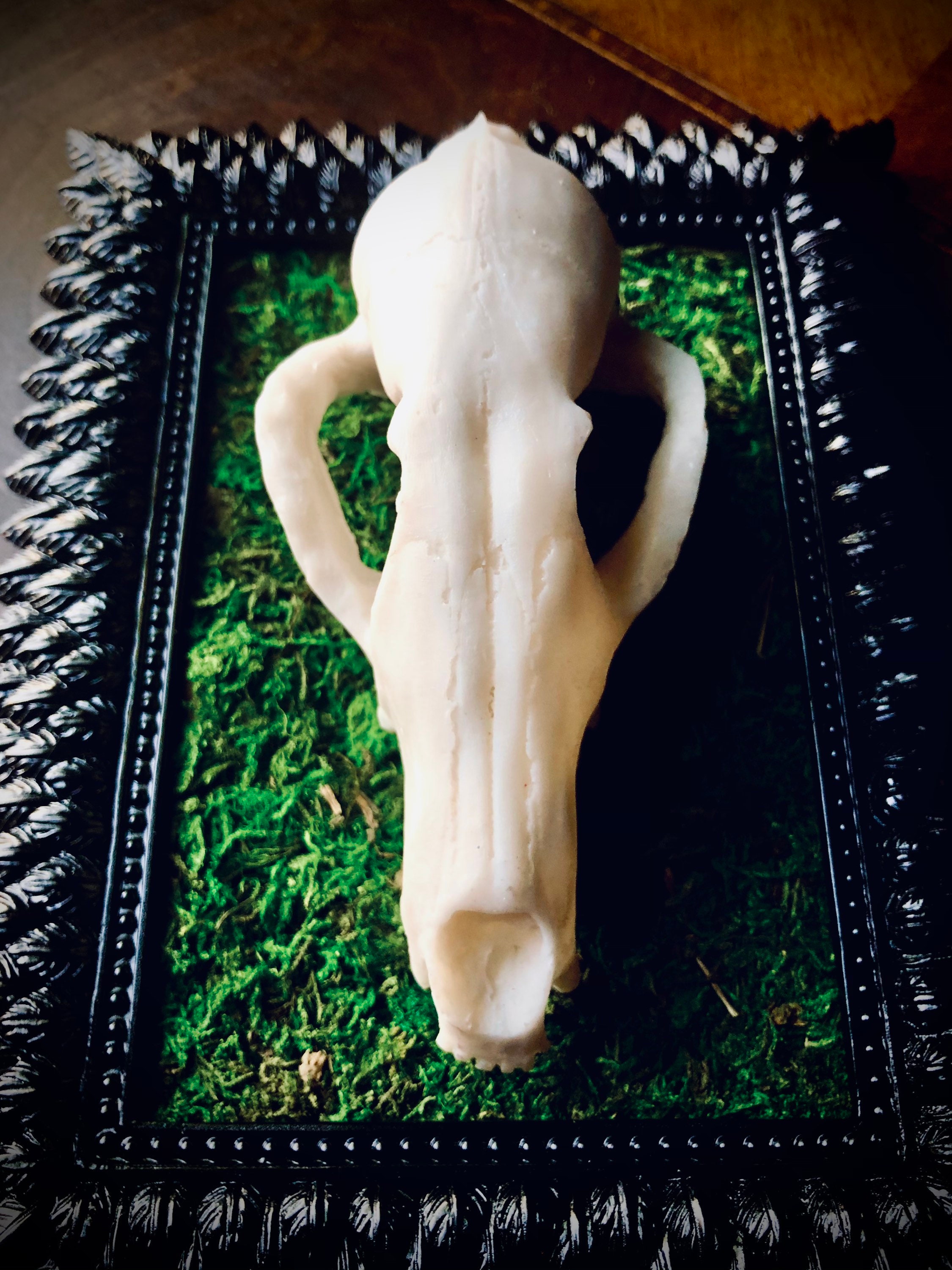 Animal Skull Framed Faux Taxidermy Wall Art Decor Goth Decor Etsy