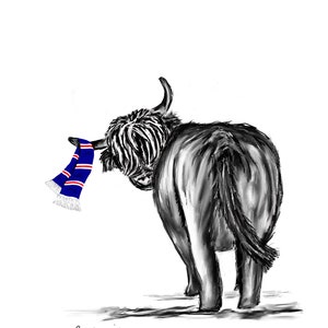 May include: A black and white illustration of a Highland cow wearing a blue and white striped scarf. The cow is facing away from the viewer and has its head turned to the side. The scarf is tied around the cow's neck and hangs down its back. The illustration is signed "Pauline Miller".