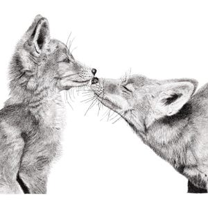 Stampa artistica in edizione limitata di Foxes di un disegno originale a penna e inchiostro, firmato a mano, montato, arte murale, poster, arte della fauna selvatica, volpe