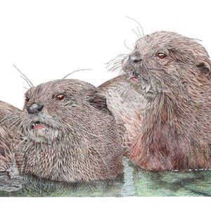 Stampa artistica in edizione limitata di un disegno originale a penna e inchiostro di Lontre, firmata a mano, montata, arte murale, poster, arte della fauna selvatica britannica