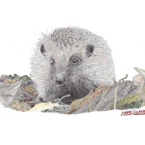 Stampa artistica in edizione limitata di Hedgehog di un disegno originale a penna e inchiostro, firmato a mano, montato, arte murale, poster, arte della fauna selvatica