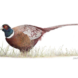Stampa artistica in edizione limitata di un fagiano di un disegno originale a penna e inchiostro, firmato a mano, montato, arte murale, poster, arte della fauna selvatica, selvaggina da penna